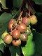 ACTINIDIA ARGUTA 30 SEMEN ACTINIDIA ARGUTA 30 SEMEN