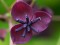 AKEBIA QUINATA 5 semen AKEBIA QUINATA 5 semen