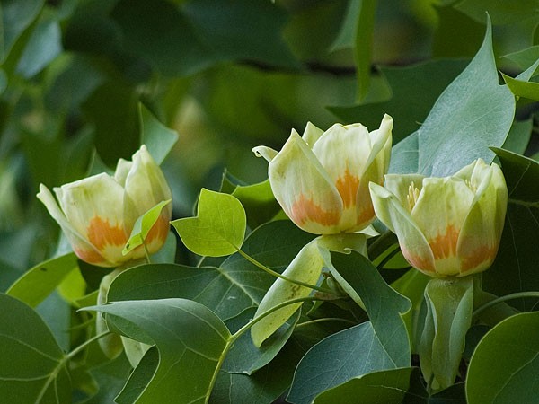 Tulipanowiec amerykański (Liriodendron tulipifera)