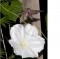 IPOMOEA MONFLOVER-5semen IPOMOEA MONFLOVER-5semen