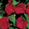 IPOMOEA SCARLET O HARA 20 semen IPOMOEA SCARLET O HARA 20 semen