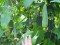 LUFFA CILINDRICA 10 SEMEN LUFFA CILINDRICA 10 SEMEN