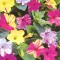 Mirabilis Jalapa Nocenka MIX barev 20 semen