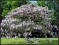 PAULOWNIA TOMENTOSA- 100 smen