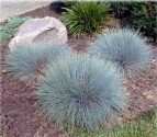 FESTUCA GLAUCA 1000semen