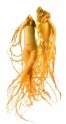 Žen Šen pravý - Panax Ginseng Sada obsahuje 5 naklíčených semen