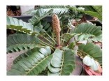 Cycas Zamia Furfuracea rostlina