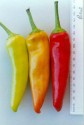 Chilli Hungarian Yelow Wax 10 semen