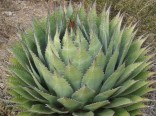 Sazenice Agave Montana 1 ks sazenice průměr růžice 5-10 cm 