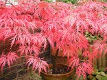 Javor Acer Palmatum Atropurpureum Disectum Sada obsahuje 5 semen