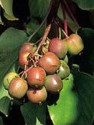 Minikiwi Actinidia Arguta Sada obsahuje 30 semen