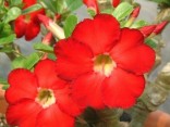 ADENIUM OBESUM-STAR OF HAEVEN 5 hybridních semen