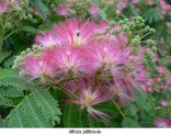 Albizia Julibrisin - Mrazuvzdorná Mimóza 4 naklíčená semena Sada obsahuje 4 semena
