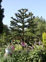 Araucaria Araucana 2 semena Sada obsahuje 2 semena