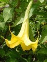 Brugmansia Yellow - Andělská trumpeta 5 semen