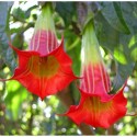 Brugmansia Sangvinea - Andělská trumpeta sada obsahuje 5 semen