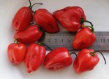 Chilli Habanero Madame Jeanette 10 semen