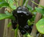 Chilli paprička Tasmanian Habanero 10 semen