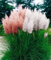 CORTADERIA SELLOANA MIX 400 semen