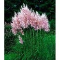 CORTADERIA SELLOANA ROSEA 400 semen