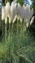 CORTADERIA SELLOANA WHITE 400 semen