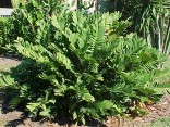 CYKAS ZAMIA Floridana 3 semena