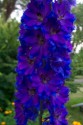 Delphinium Pacific Black Knight 100 hybridních semen