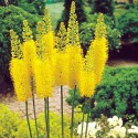 Eremurus Stenophyllus Bungei  50 semen 