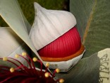 Eucalyptus Macrocarpa sada obsahuje 5 semen