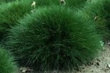Festuca Scoparia 200 semen
