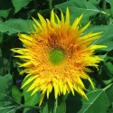 Helianthus Anus - Slunečnice Aura F1 10 semen