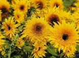 Helianthus Anus - Slunečnice Baby Bear F1 10 semen