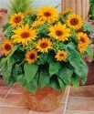 Helianthus Anus - Slunečnice Pacino Mix 20 semen