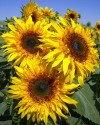 Helianthus Anus - Slunečnice Star Burs Panache F1 10 semen