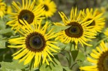 Helianthus Anus - Slunečnice Stella Gold F1 10 semen