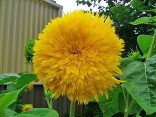 Helianthus Anus - Slunečnice Sungold Tall Double 10 semen