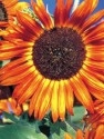 Helianthus Anus - Slunečnice Teracota F1 10 semen