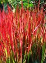 Imperata cylindrica 'Red Baron 50 semen