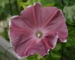 IPOMOEA CHOCOLATE 20 semen