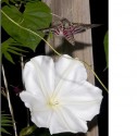 IPOMOEA MONFLOVER-5semen