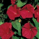 IPOMOEA SCARLET O HARA 20 semen