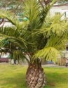 JUBAEA CHILENSIS2semena