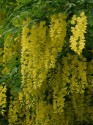 LABURNUM ANAGIROIDES-10semen