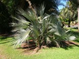 Nannorrhops ritchieana naklíčená semena Sada obsahuje 2 semena