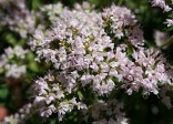 ORIGANUM HERACLEOTICUM NEBOLI ŘECKÉ OREGANO 100 SEMEN 