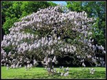 PAULOWNIA TOMENTOSA- 100 smen
