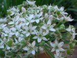 Pažitka česneková , Allium Tuberosum 200 semen 
