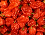 CHilli Scoth Bonnet Red 10 semen