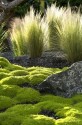 STIPA TENUISSIMA 100 SEMEN