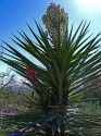 Yucca Torrey 8 semen 